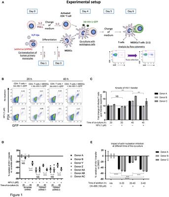 Dendritic Cell Maturation Regulates TSPAN7 Function in HIV-1 Transfer to CD4+ T Lymphocytes